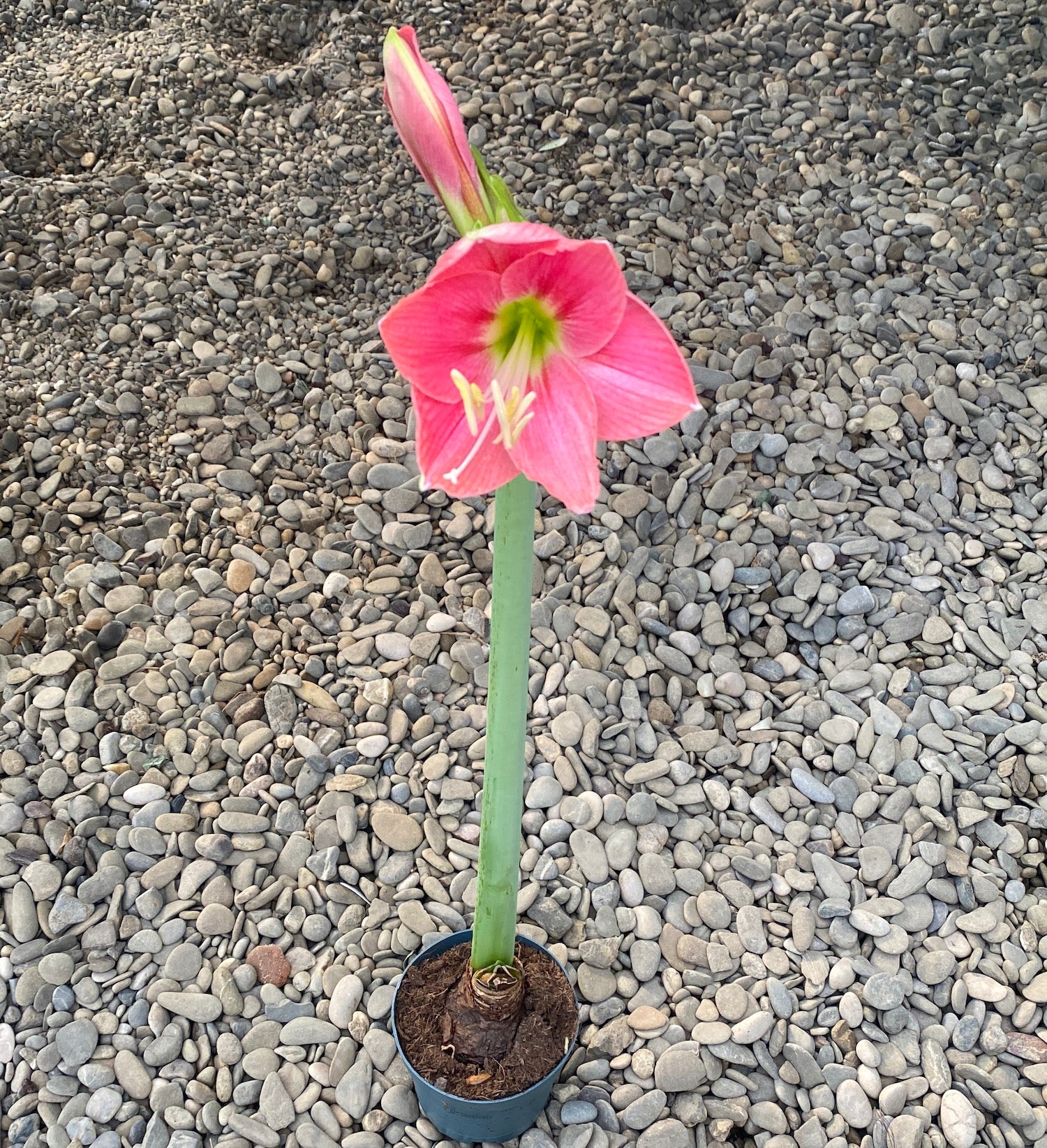 Bulbi Crin roz la ghiveci (Amarilis)