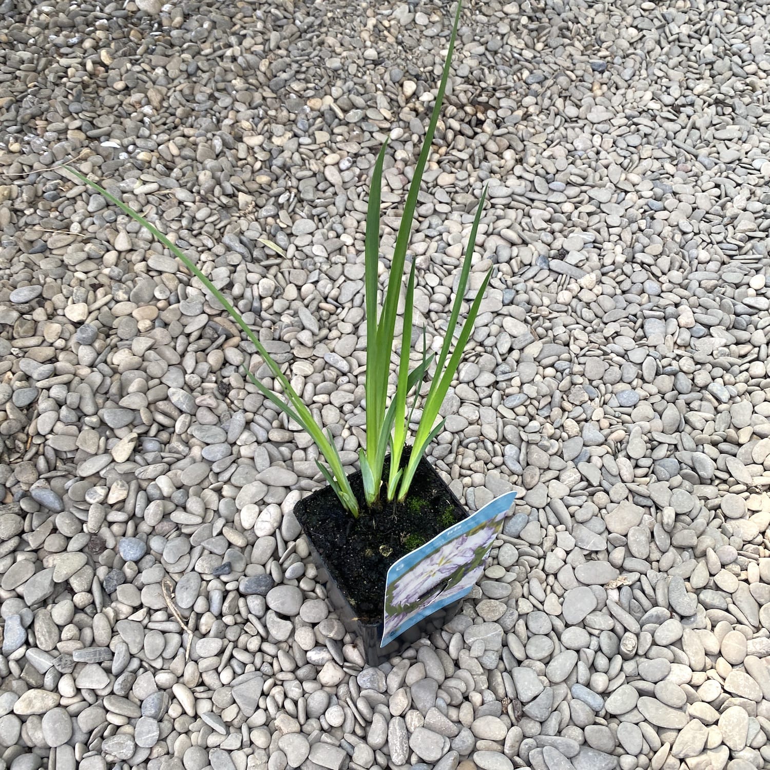 Bulbi Iris Ensata Dinner Plate Tiramisu Purple