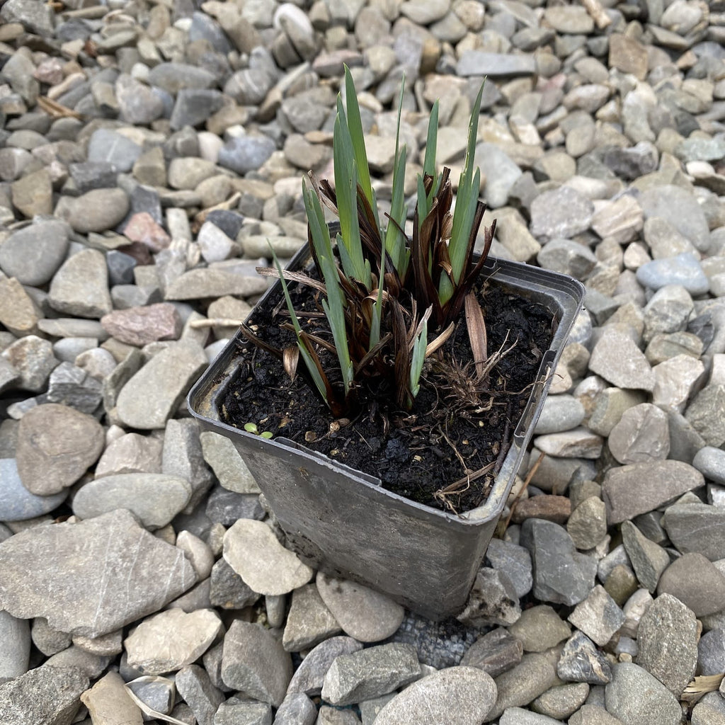 Žlté cibuľky kosatcov - Iris pseudacorus