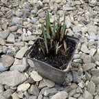 Bulbi Irisi galbeni - Iris pseudacorus