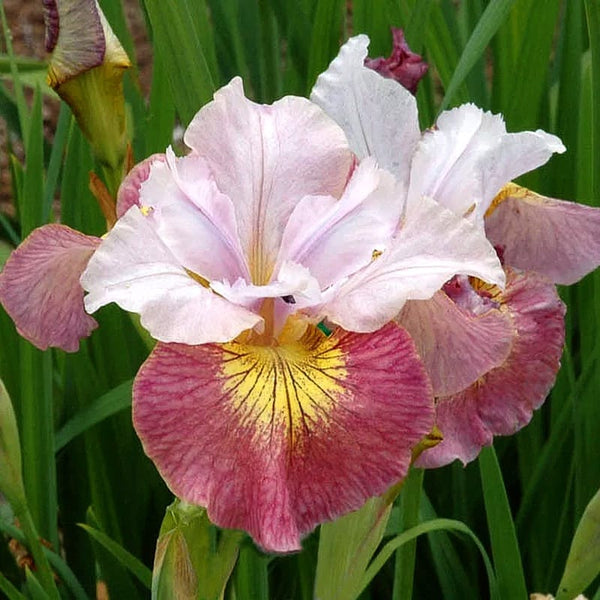 Zwiebeln Iris sibirica 'Sugar Rush'