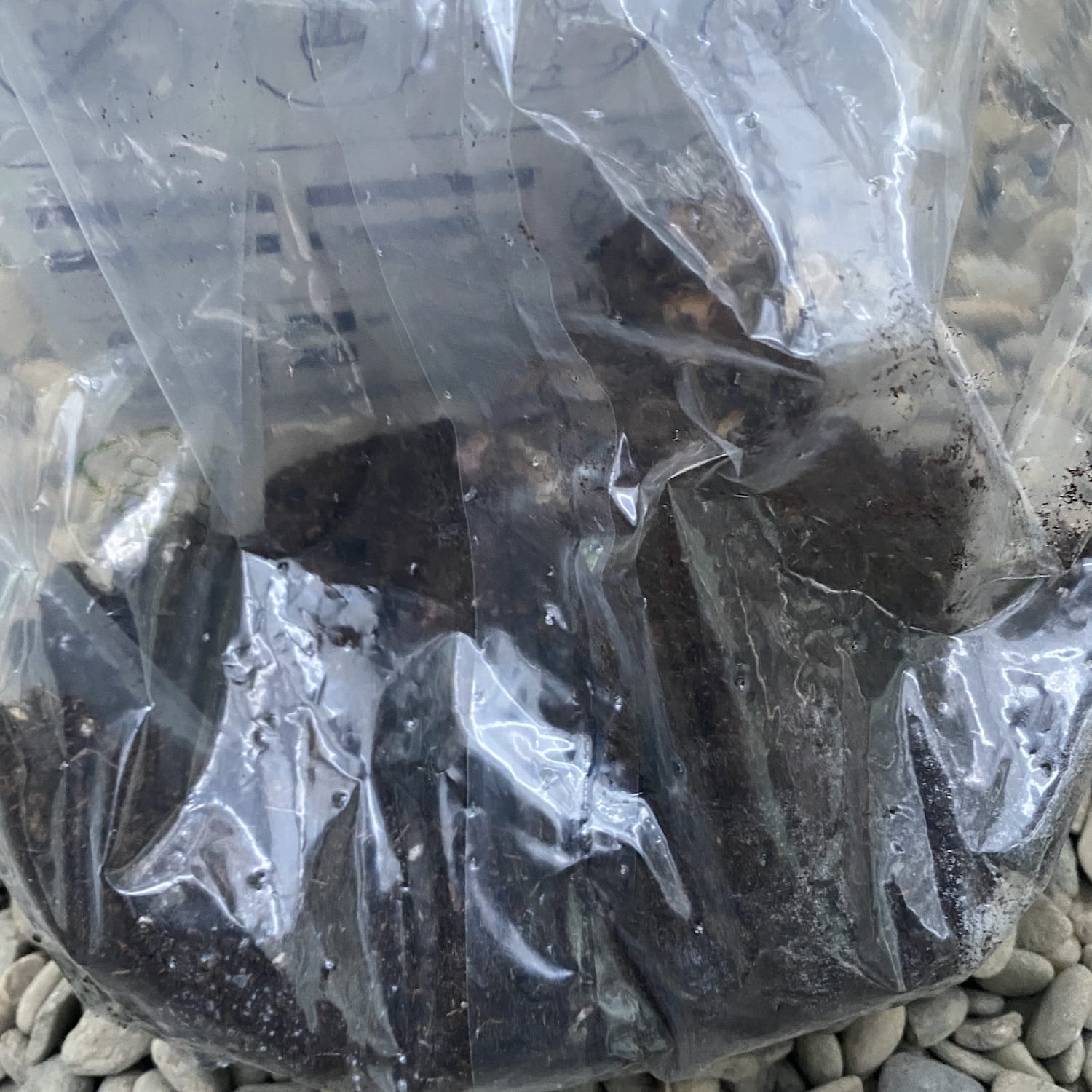 Bulbi de Canna Picasso