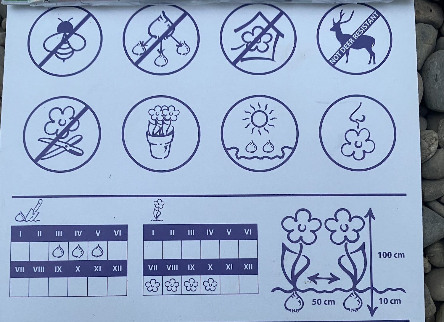 Bulbi de Canna Picasso