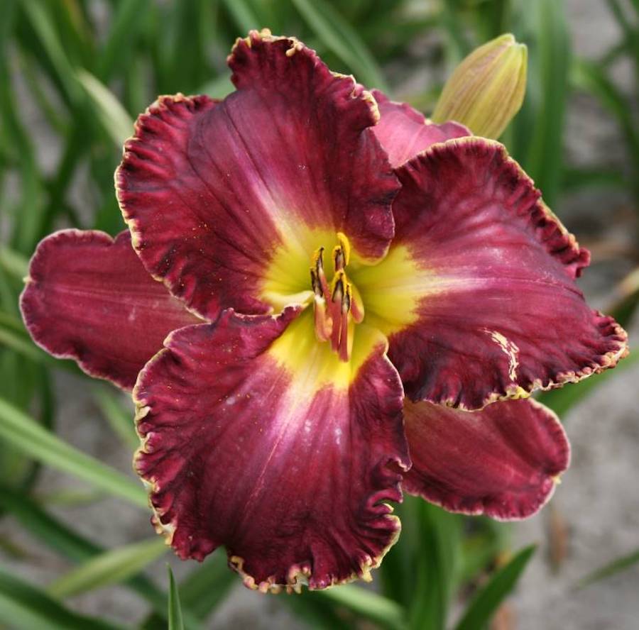 Bulbi de Hemerocallis David Kirkhoff (Daylily)