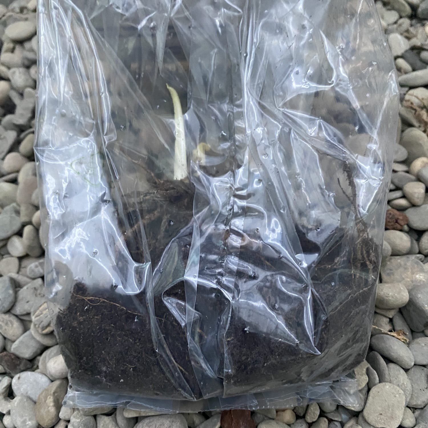 Bulbi de Hemerocallis David Kirkhoff (Daylily)