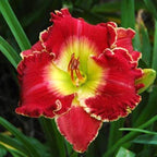 Bulbos de Hemerocallis 'Crown Fire' (Lirio de día)