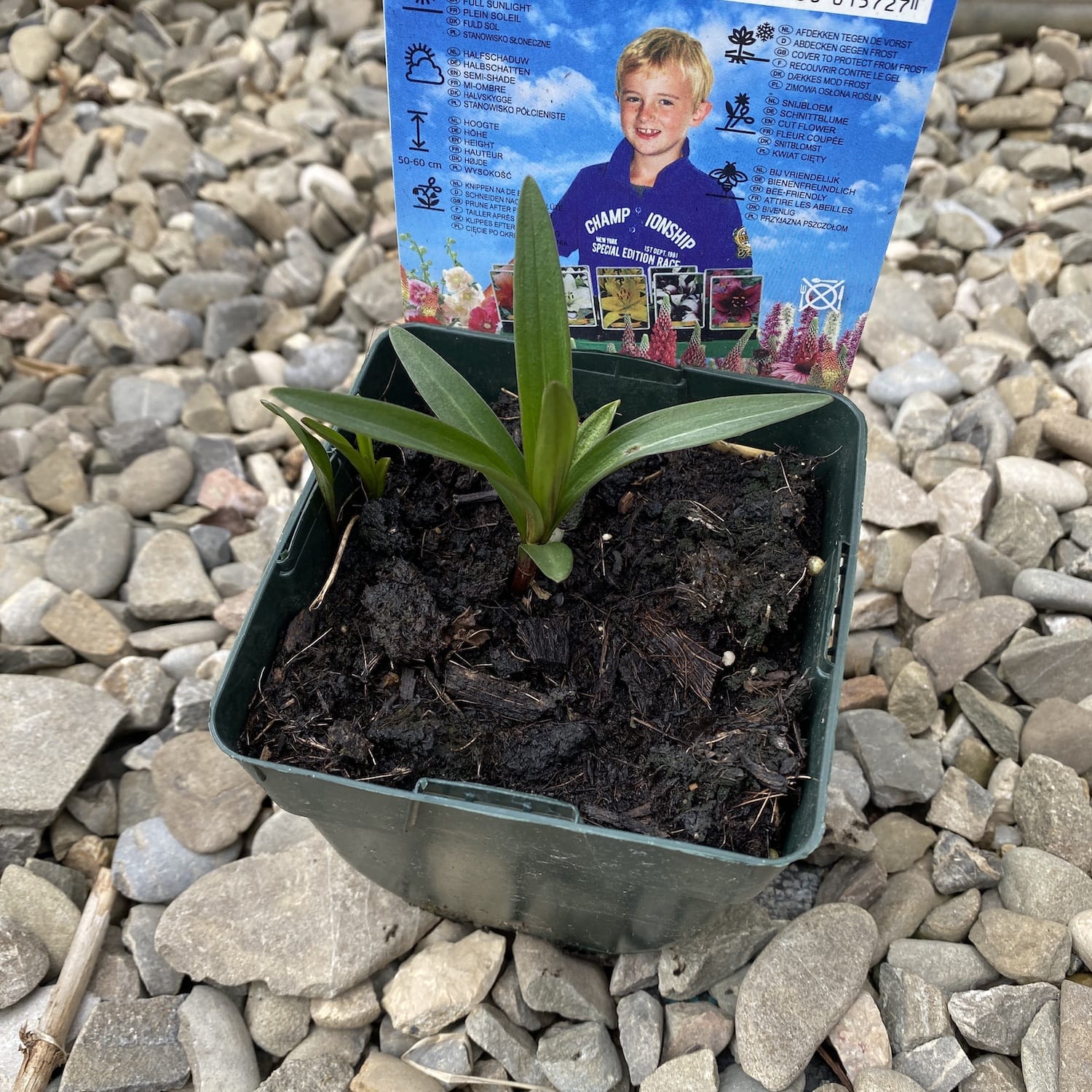 Bulbi de crini asiatici Lilium Mapira in ghiveci