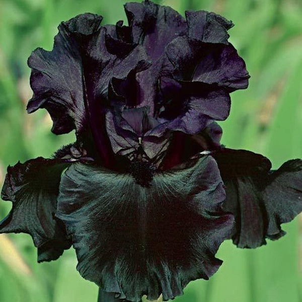 Germanica Black iris bulbs (stanjenel)