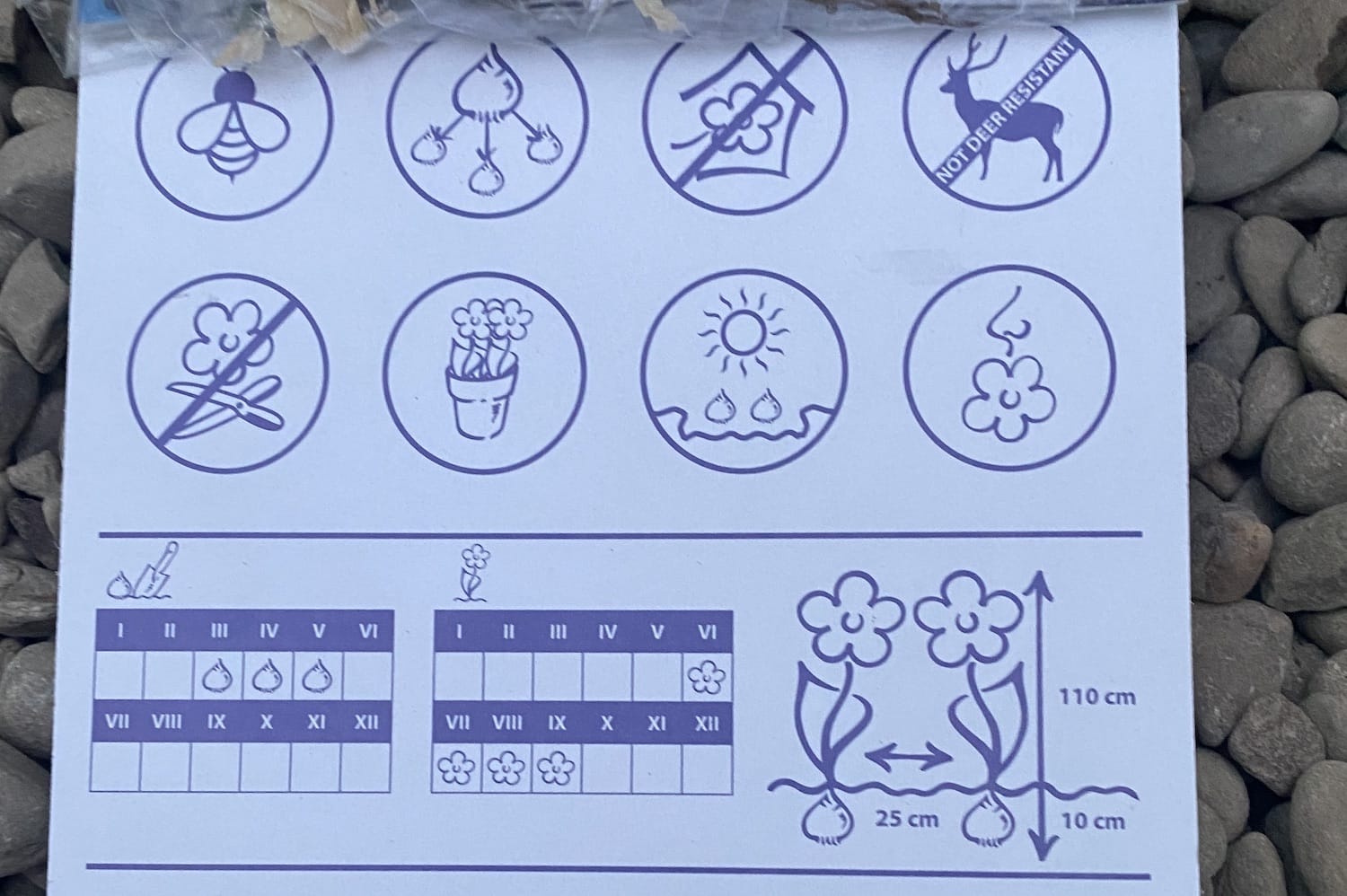 Bulbi de iris germanica Black  (stanjenel)