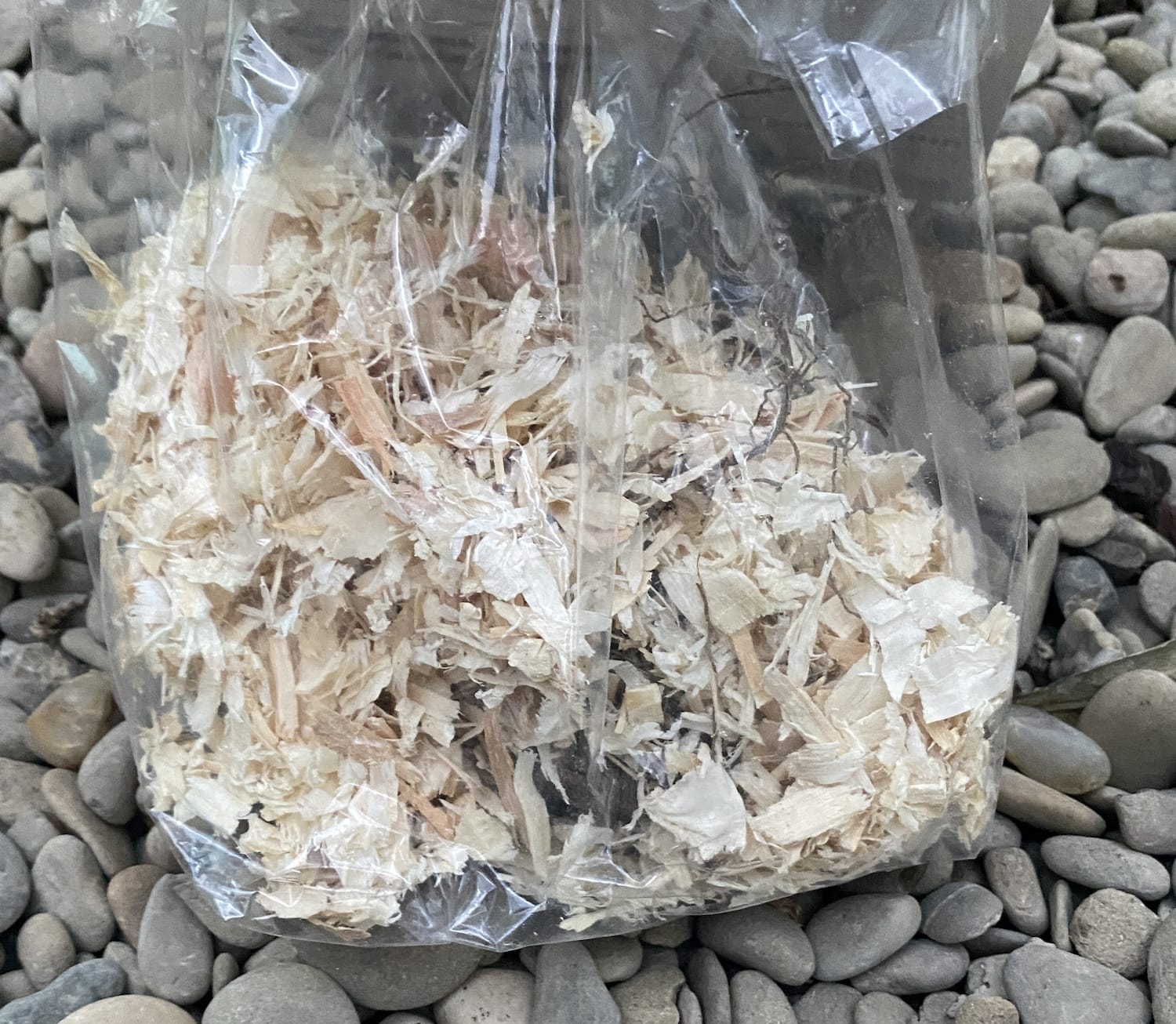 Bulbi de iris germanica Black  (stanjenel)