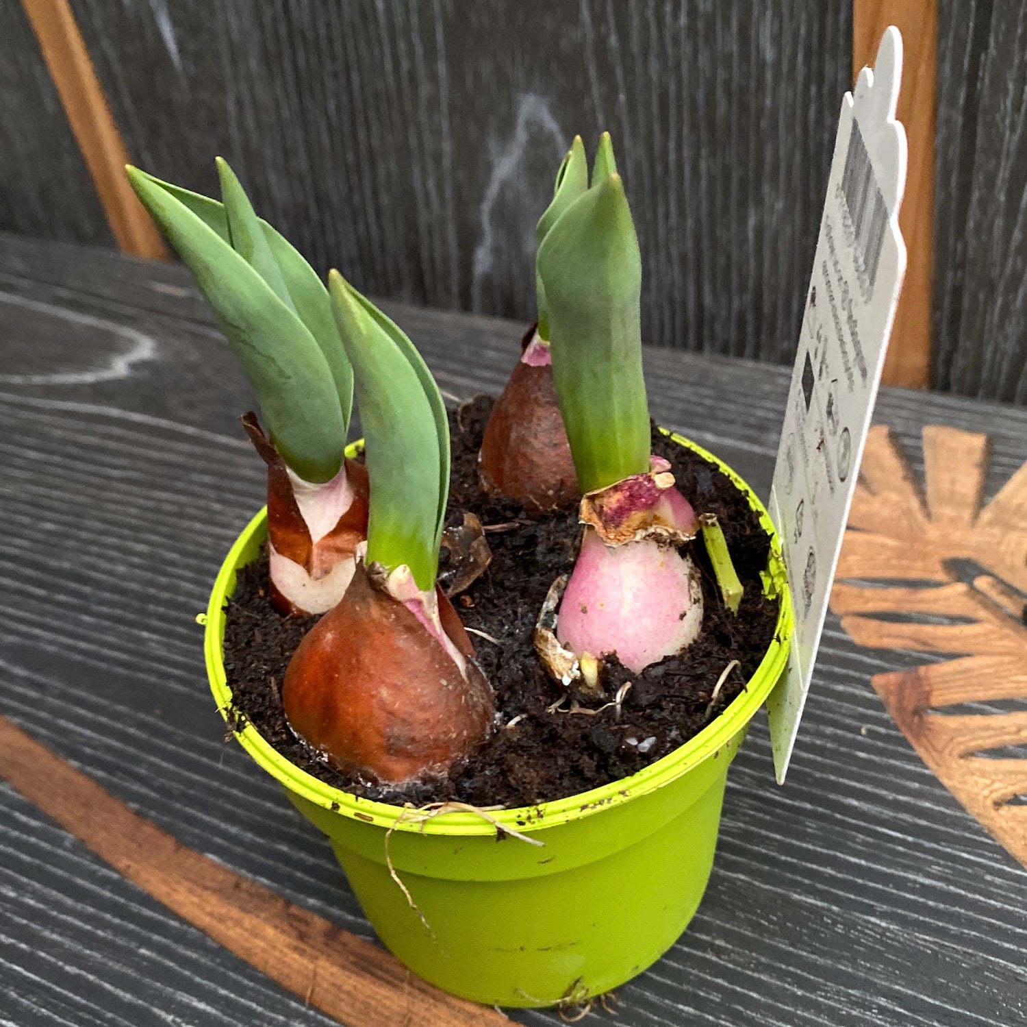 Bulbi de lalele cu flori duble albe in ghiveci - Tulip Popcorn