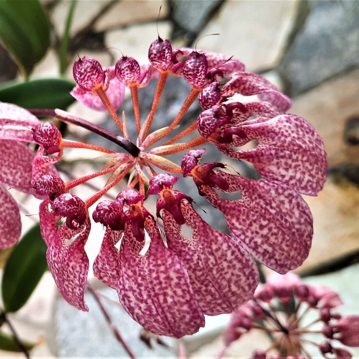 Bulbophyllum (Cirrhopetalum) Eberhardtii