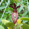 Bulbophyllum lasiochilum