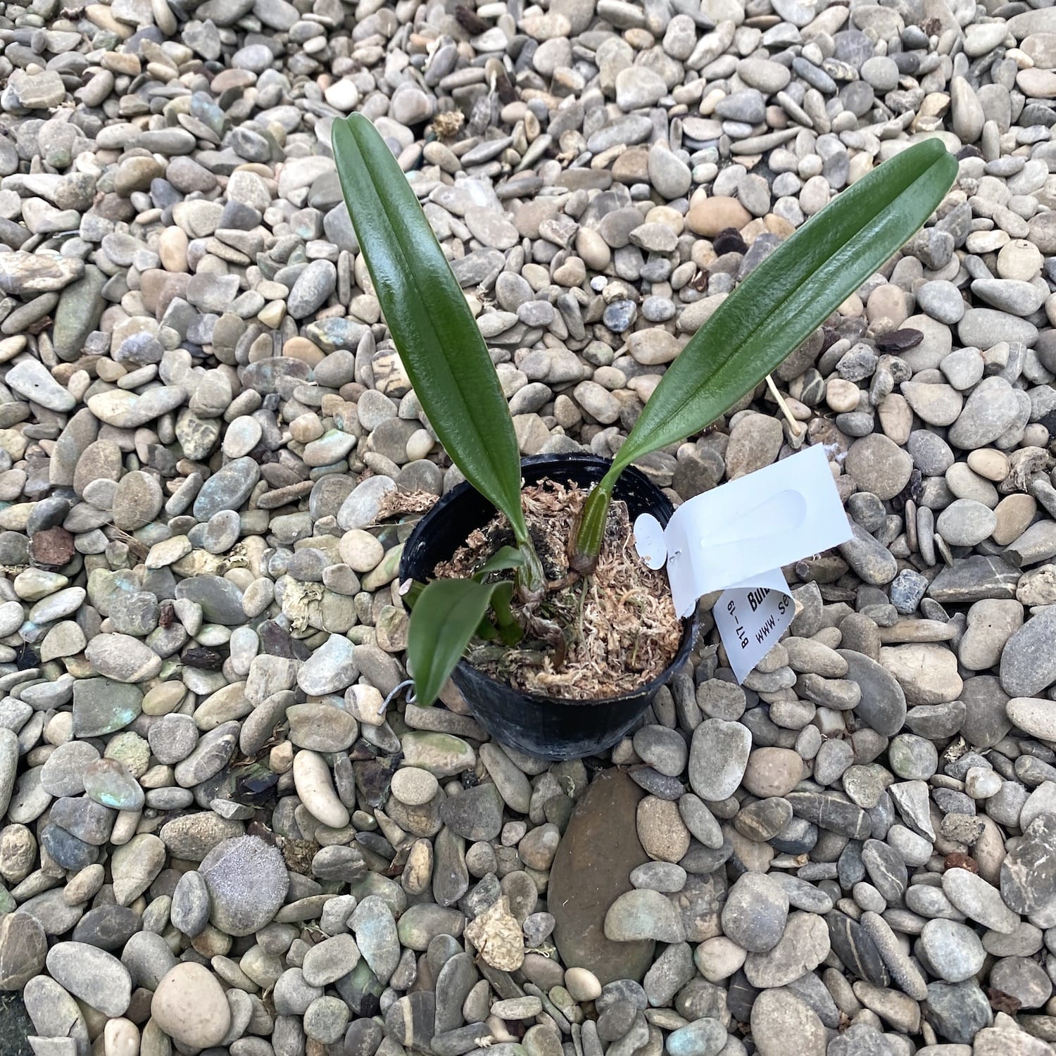 Bulbophyllum Bicolor
