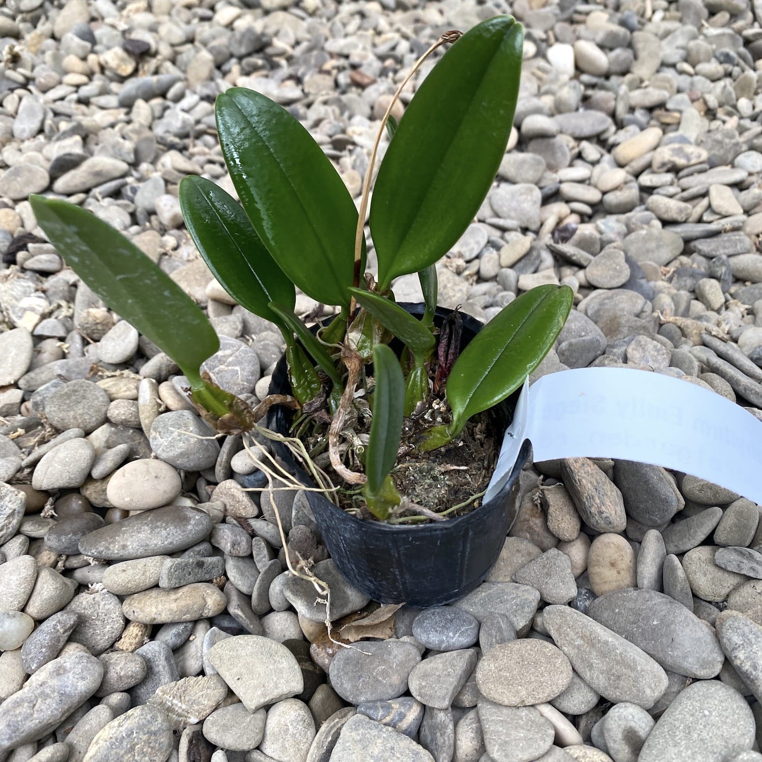 Bulbophyllum Emily Siegerist