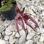 Bulbophyllum Emily Siegerist