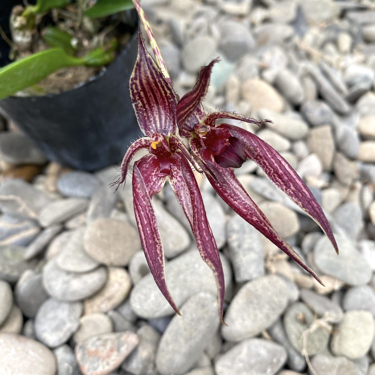 Bulbophyllum Emily Siegerist