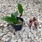 Bulbophyllum Emily Siegerist