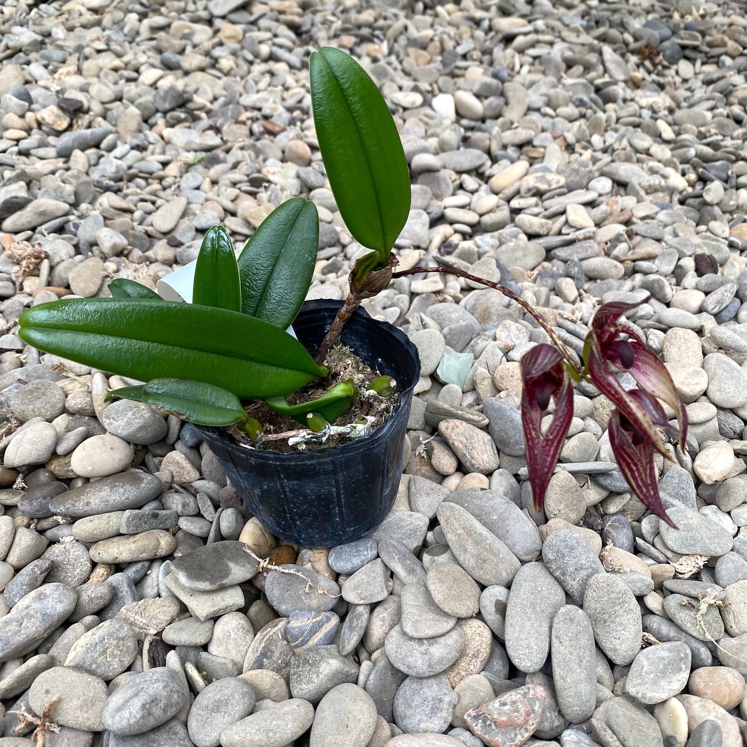 Bulbophyllum Emily Siegerist