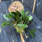 Bulbophyllum sikkimense