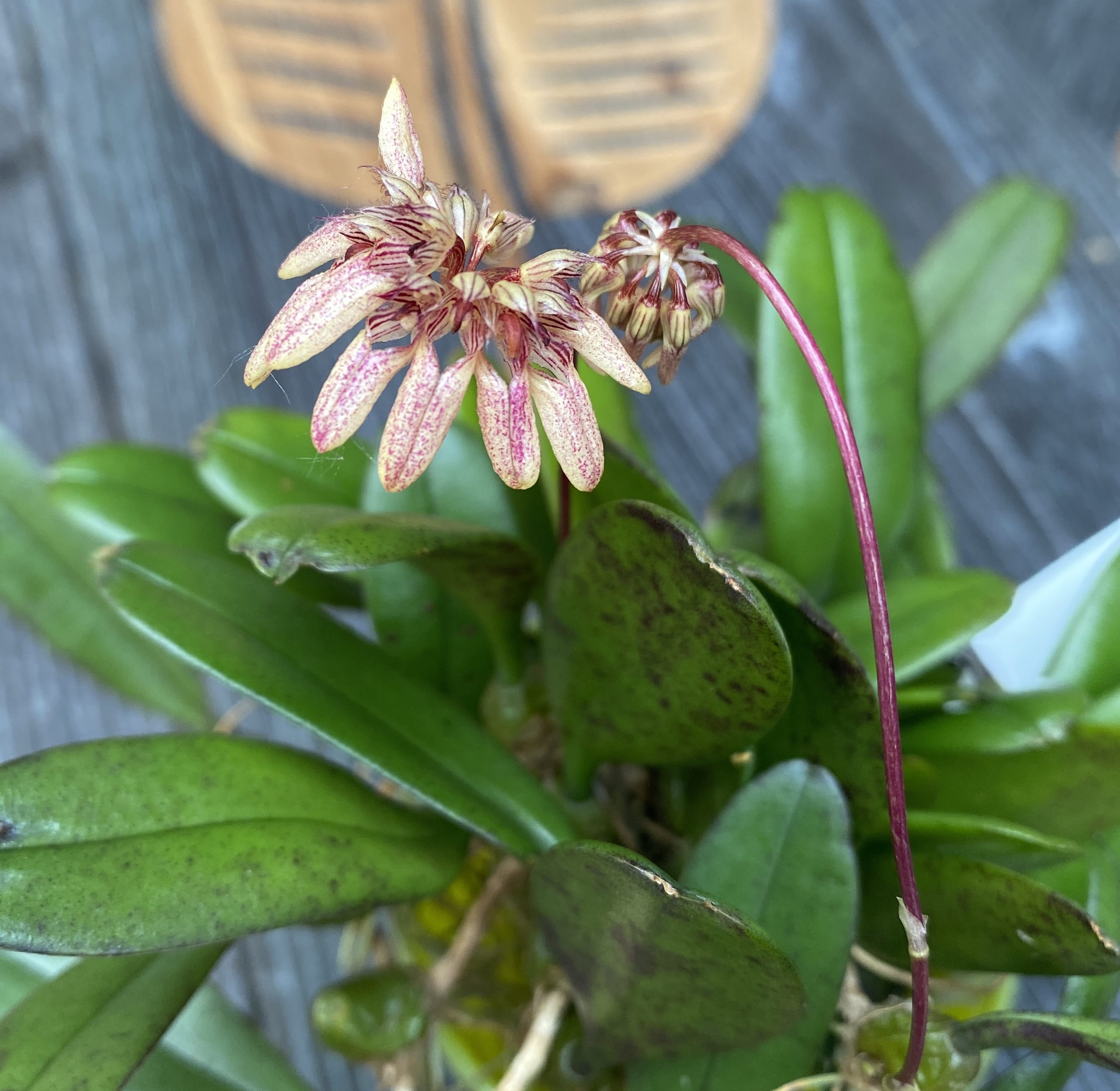 Bulbophyllum sikkimense