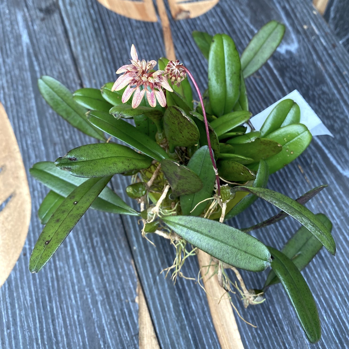 Bulbophyllum sikkimense