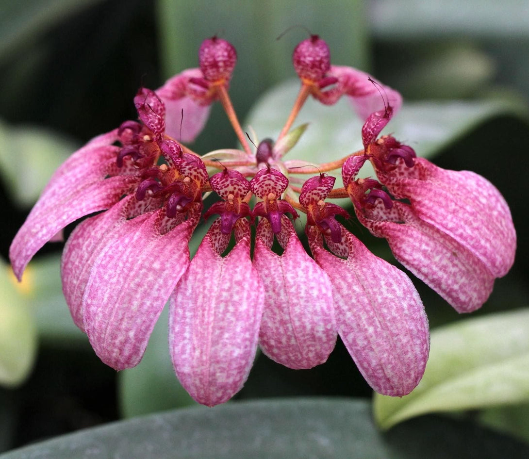 Bulbophyllum (Cirrhopetalum) Eberhardtii