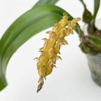 Bulbophyllum crassipes 'Yellow'
