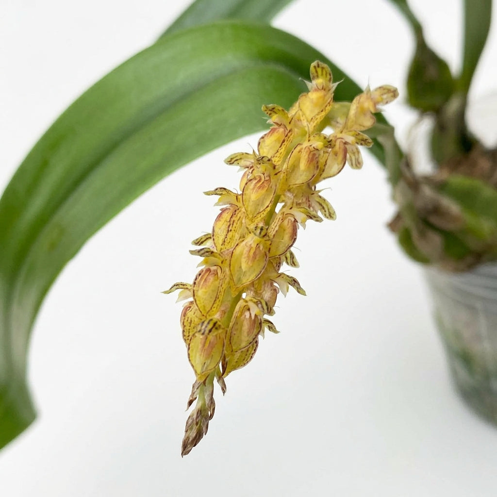 Bulbophyllum crassipes 'Yellow'