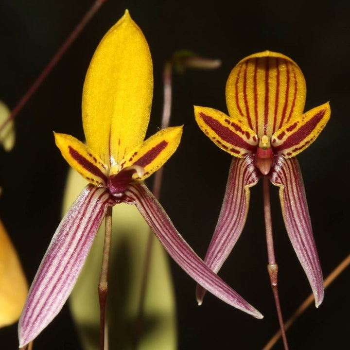 Bulbophyllum bolsteri