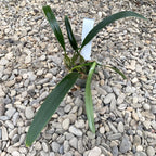 Bulbophyllum crassipes