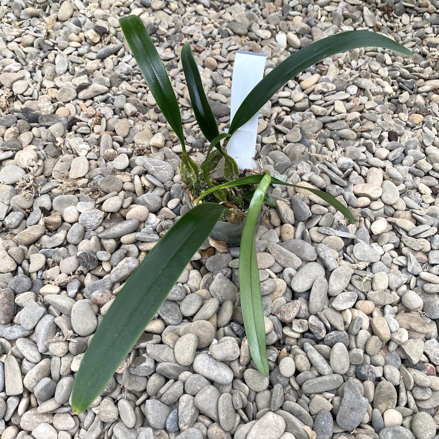 Bulbophyllum crassipes