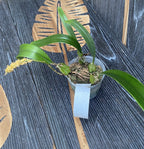 Bulbophyllum crassipes