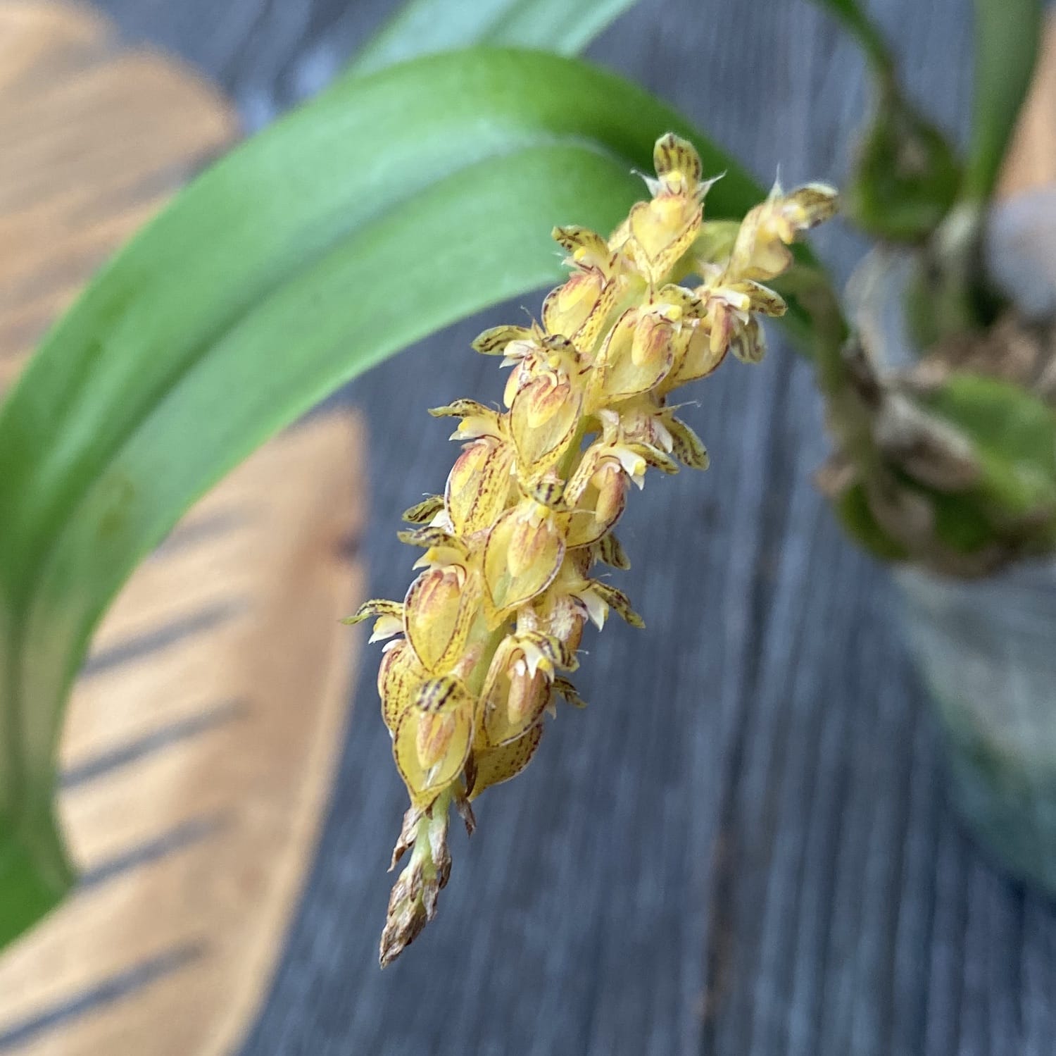 Bulbophyllum crassipes