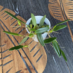 Bulbophyllum lasiochilum