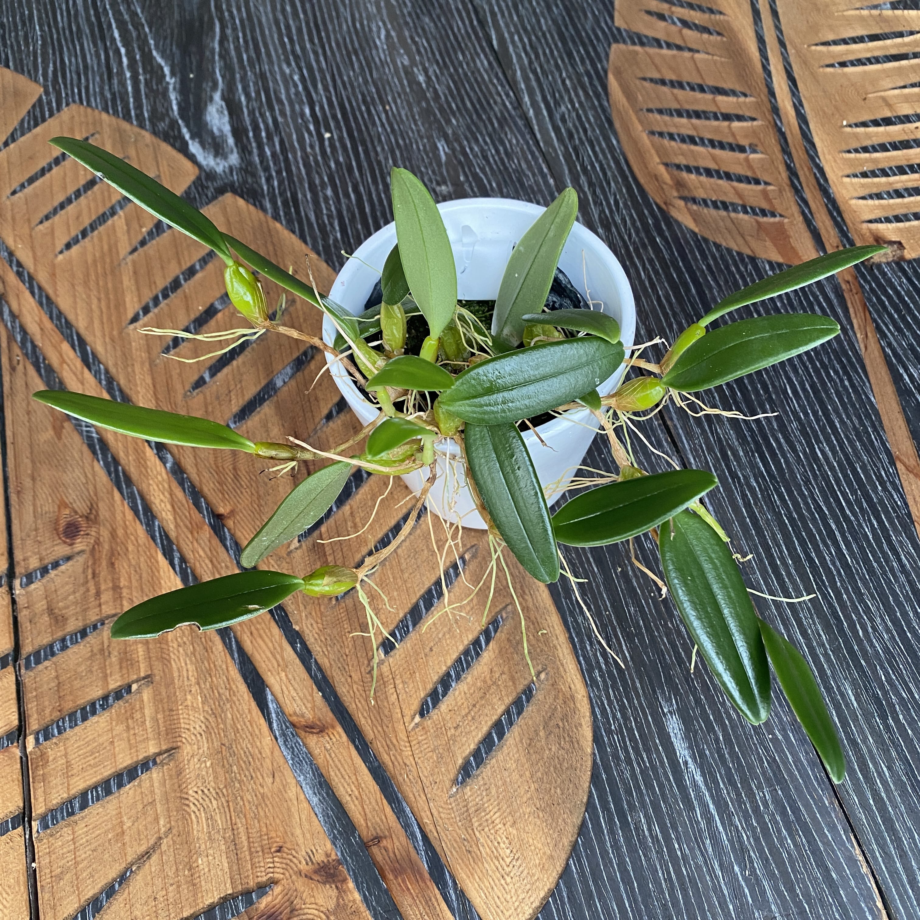 Bulbophyllum lasiochilum