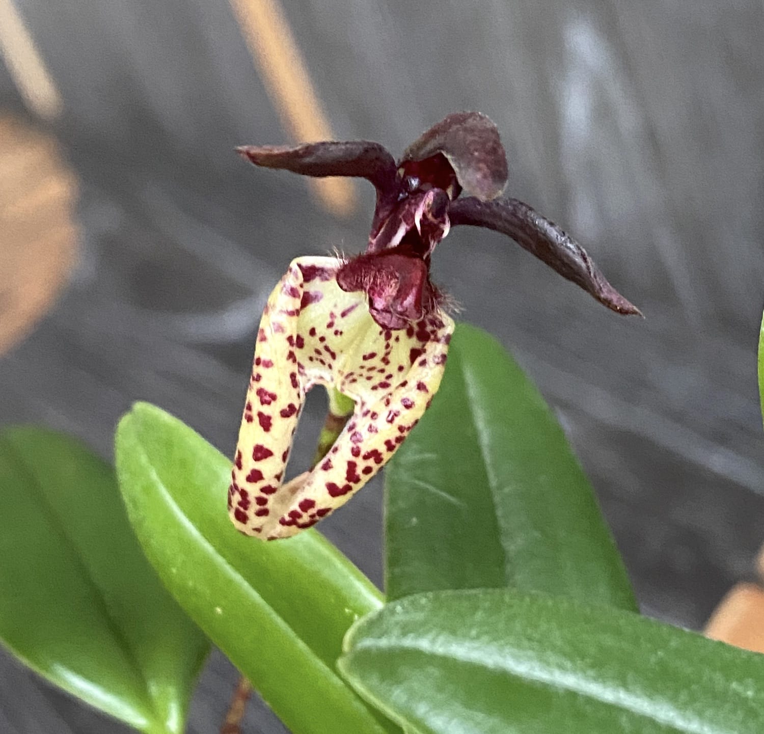 Bulbophyllum lasiochilum