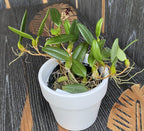 Bulbophyllum lasiochilum