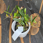 Bulbophyllum lasiochilum