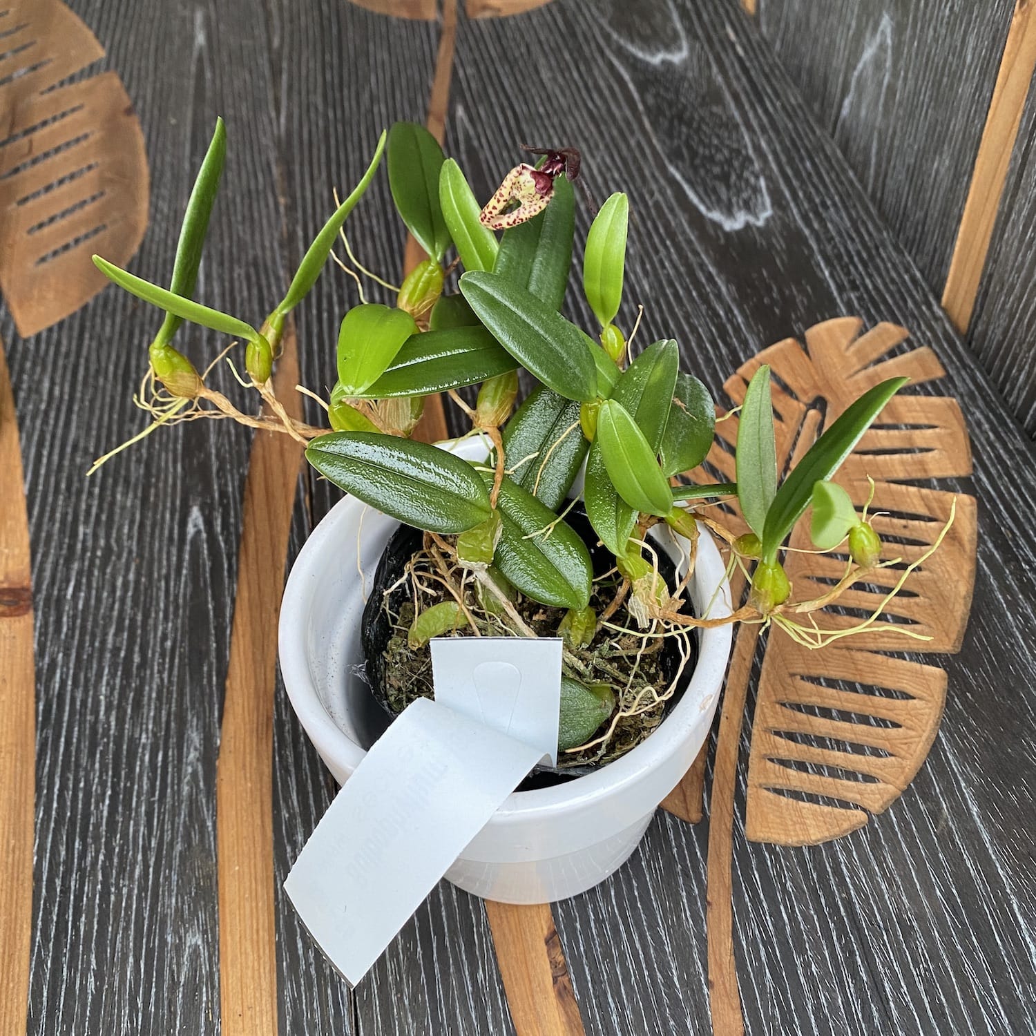 Bulbophyllum lasiochilum