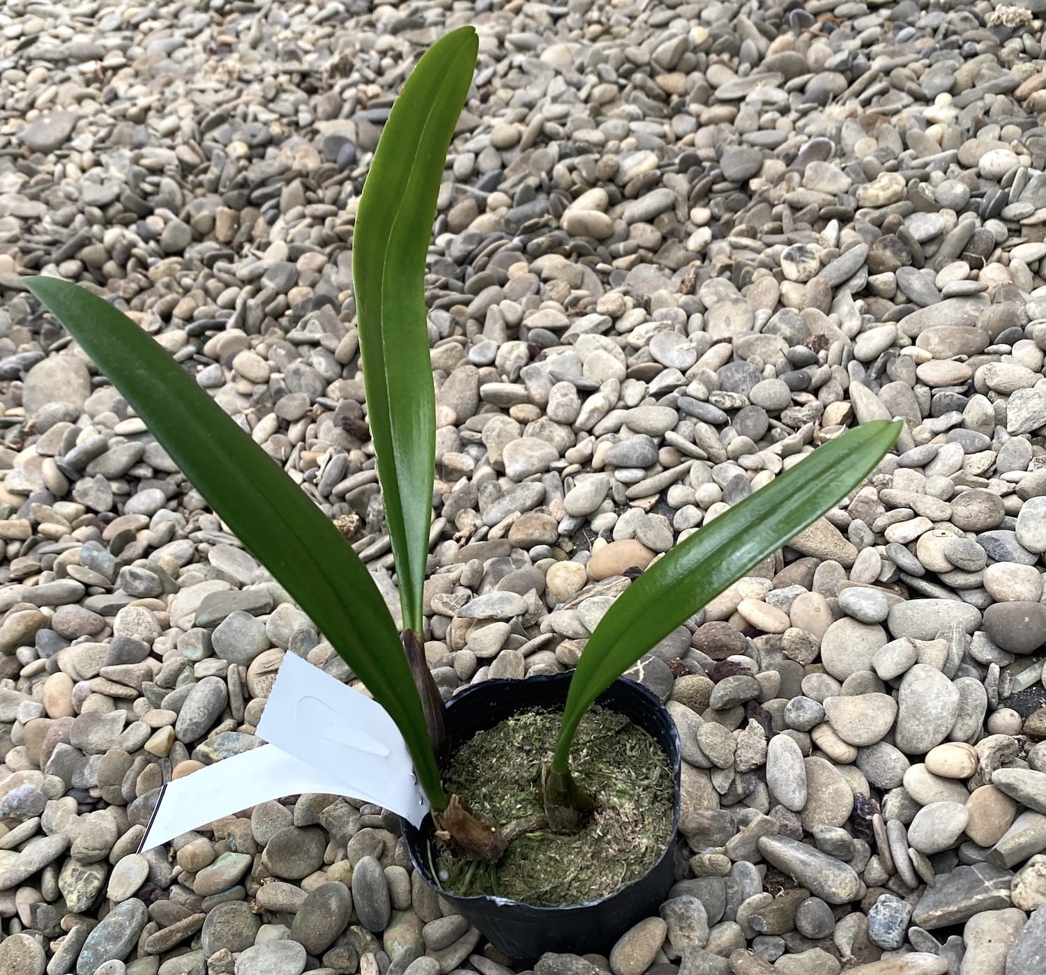 Bulbophyllum medusae