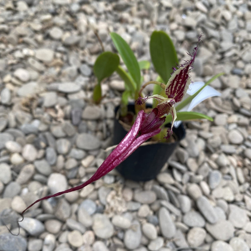 Bulbophyllum putidum (Bulbophyllum appendiculatum)