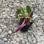 Bulbophyllum putidum (Bulbophyllum appendiculatum)