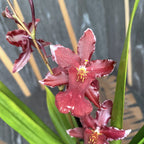 Burrageara Lazio parfumée