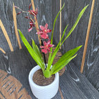 Burrageara Lazio parfumée