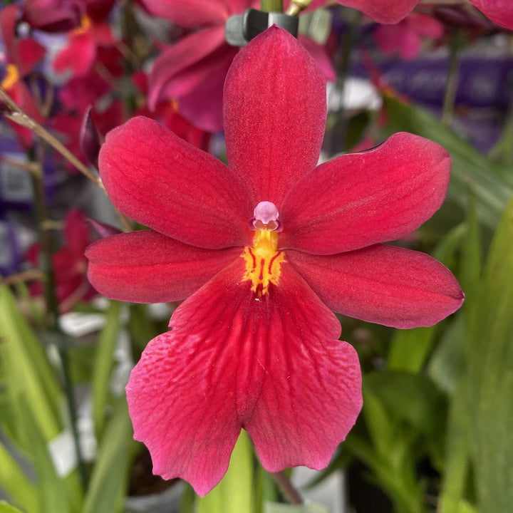 Burrageara Nelly Isler 'Red Velvet'