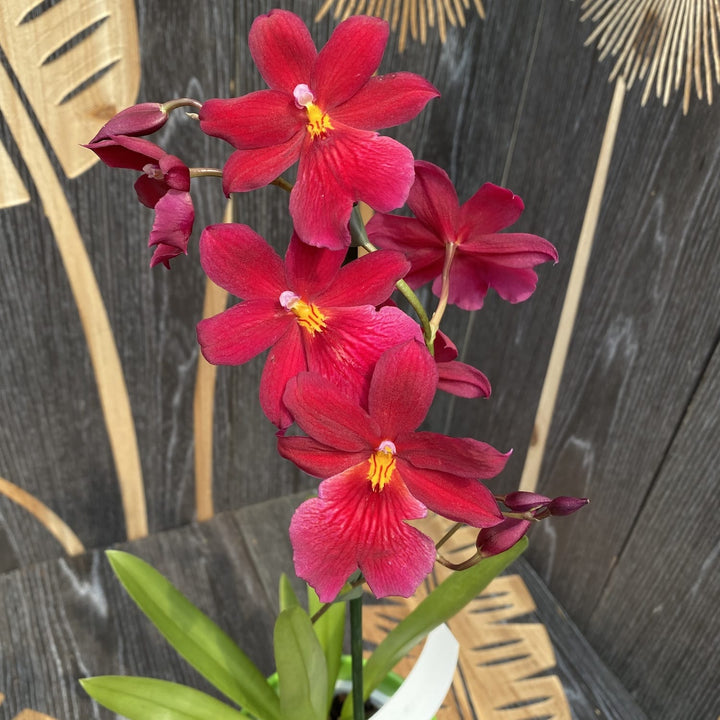 Burrageara Nelly Isler 'Red Velvet'