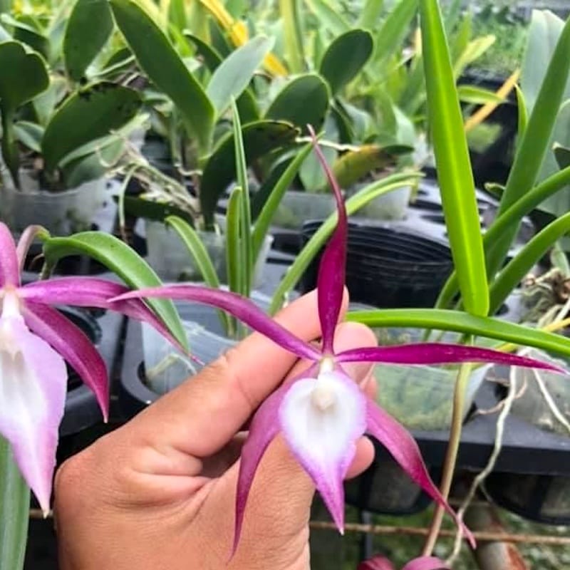 Brassocattleya (C. araguaiensis × B. cucullata)