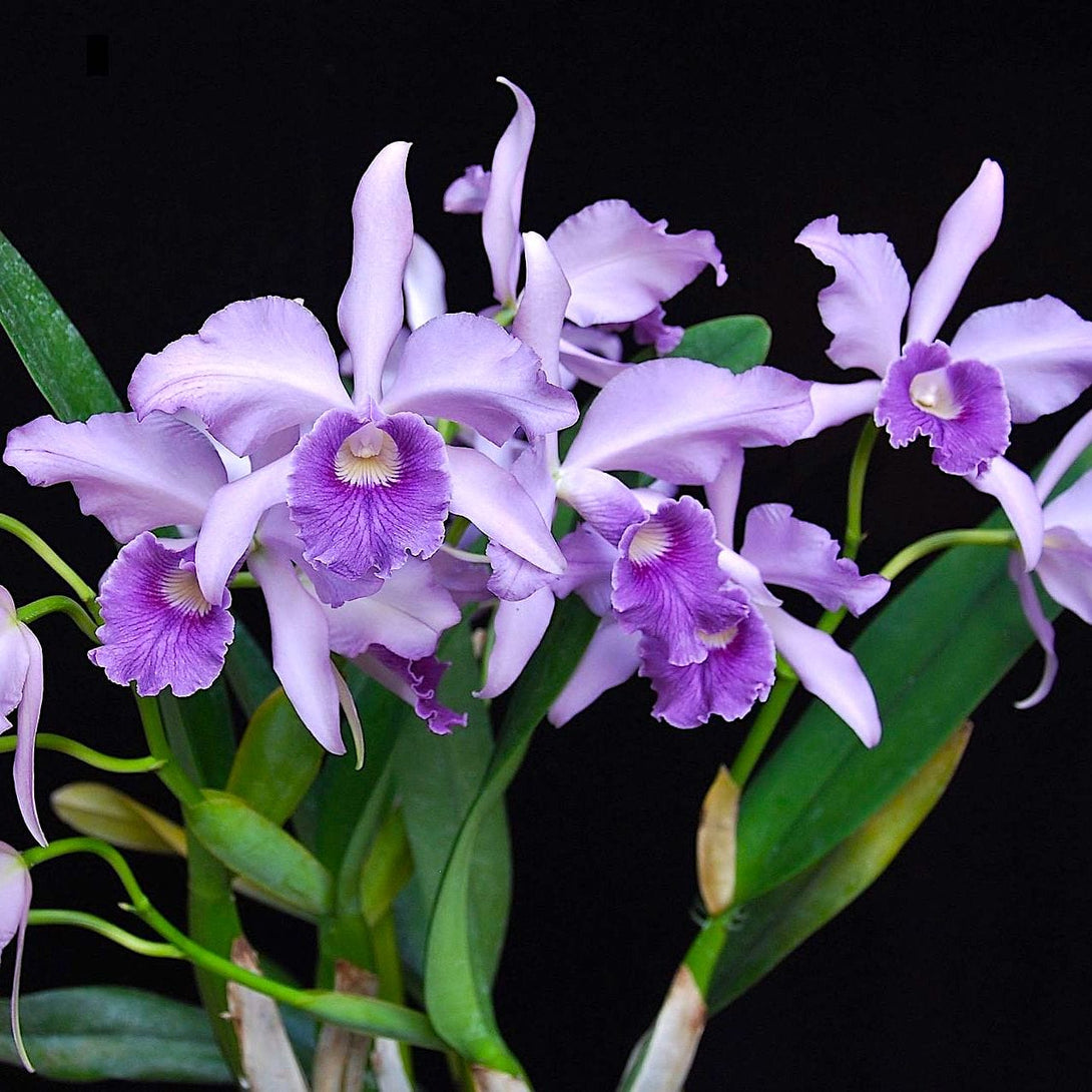 Cattleya Canhamiana 'Azure Sky' AM/AOS