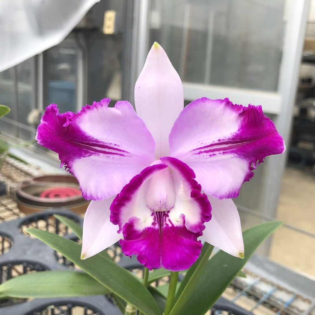 Cattleya Cariad's Mini-Quinee 'Angel Kiss'